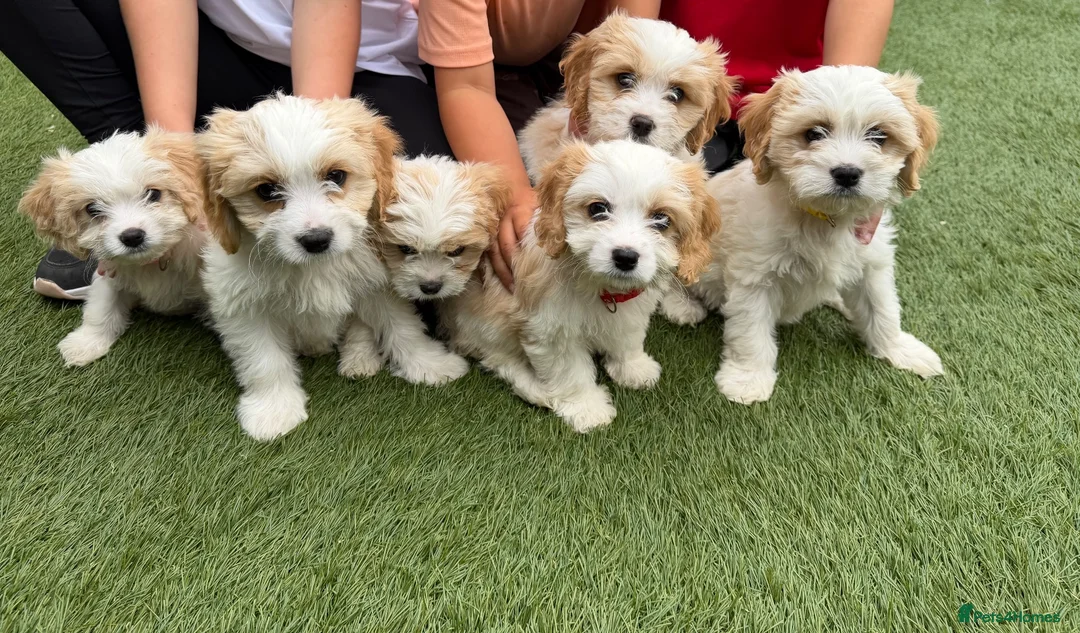 Cavachon dogs for sale: F1 CAVACHON PUPPIES!! - Advert 1
