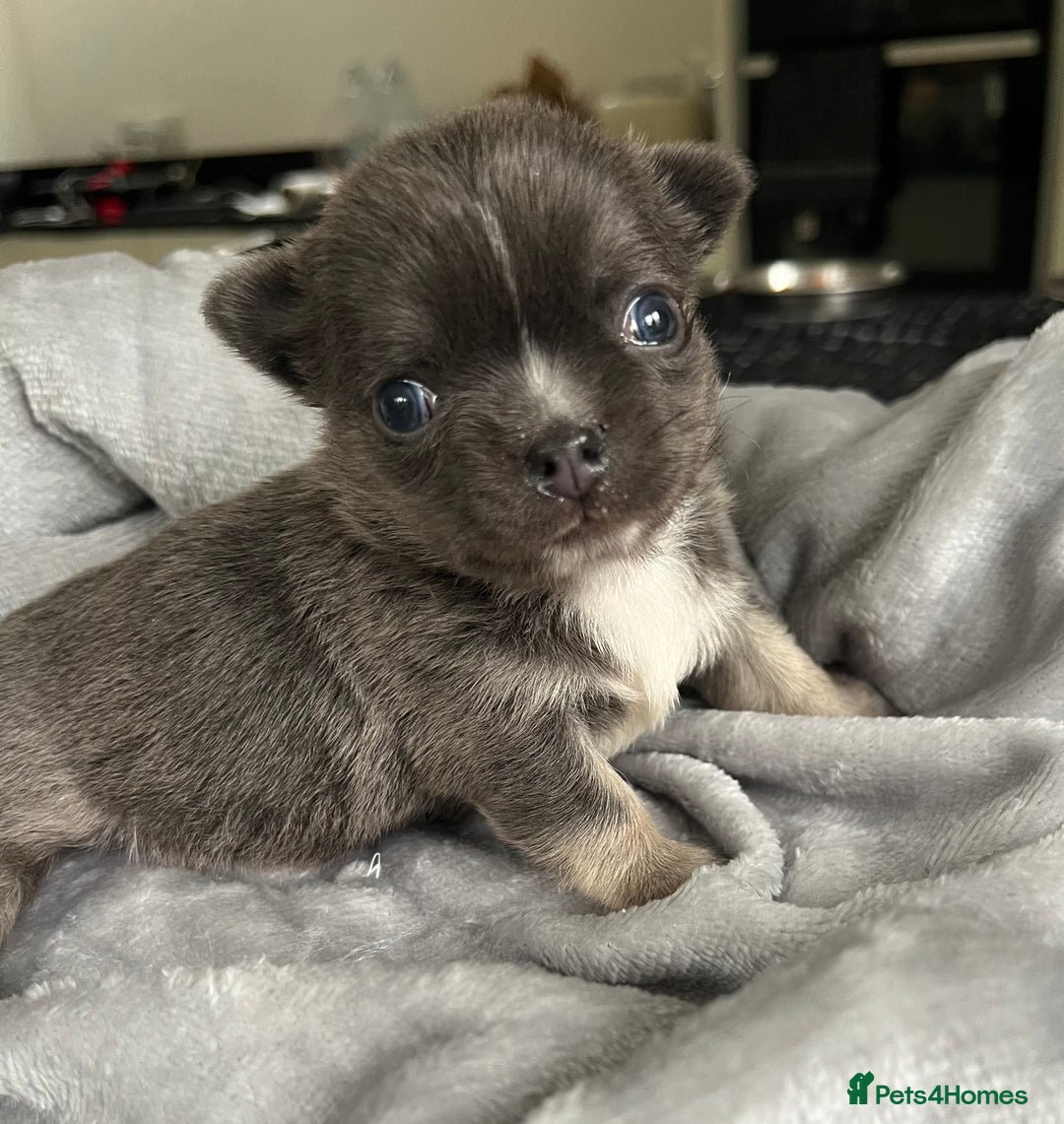 Chihuahua dogs for sale: Stunning top quality long haired Chihuahuas - Advert 8