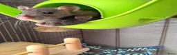 Rat rodents for sale: Baby rats  - Advert 4