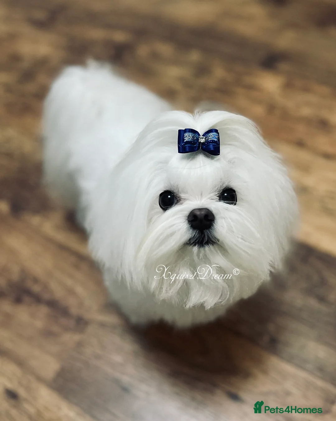 Maltese dogs for stud: OCTAVIUS Korean Maltese KC Registered Proven Stud in Halesowen - Advert 18