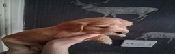 Cocker Spaniel dogs for sale: working cocker spaniels for sale - Advert 5