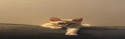 Bengal cats for sale: Light Mink in London - Advert 5