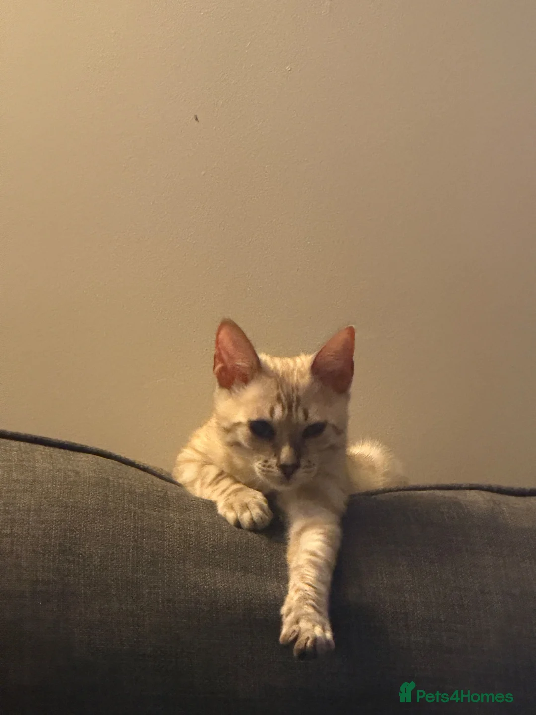 Bengal cats for sale: Light Mink in London - Advert 5
