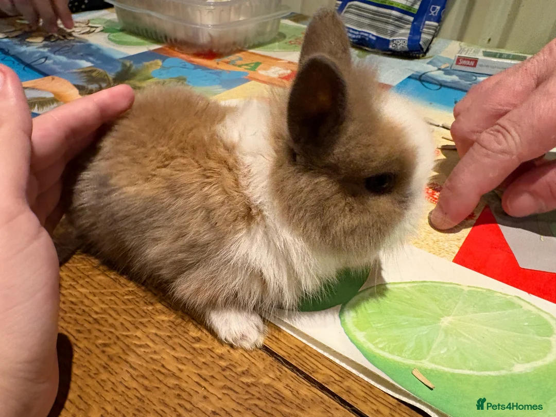Lionhead rabbits for sale: 4 Lionhead bunnies for sale- mixed  - Advert 9