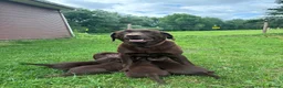 Labrador Retriever dogs for sale: Chocolate Labrador puppies  in Birmingham - Advert 1