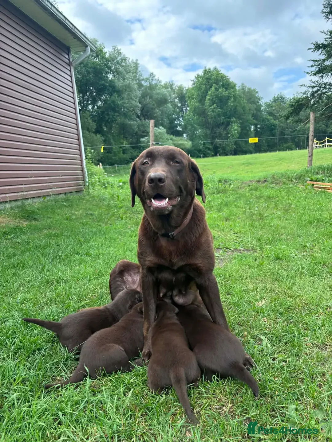 Labrador Retriever dogs for sale: Chocolate Labrador puppies  in Birmingham - Advert 1