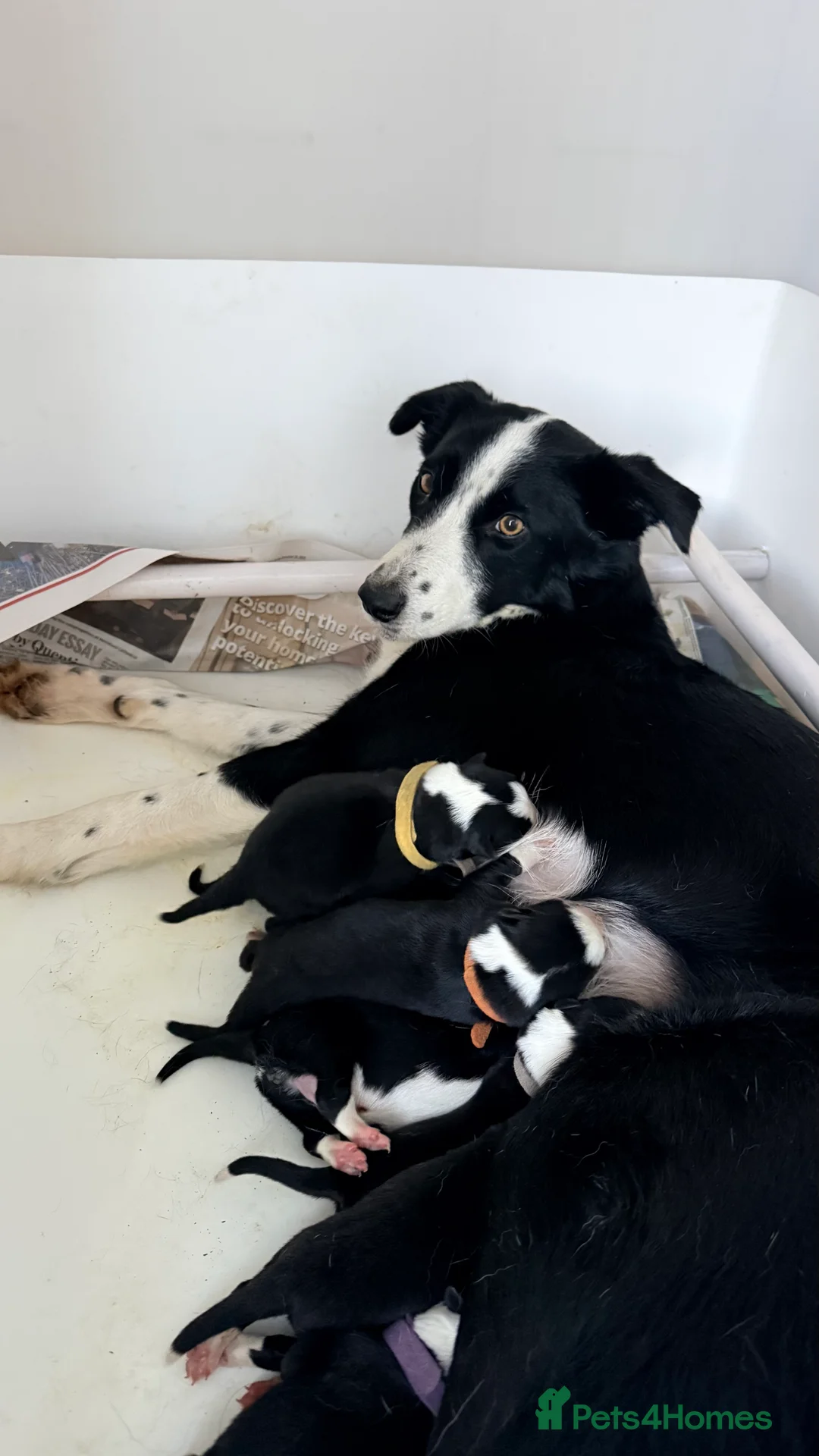 Border Collie dogs for sale: Short Haired Border Collie Pups  - Advert 2