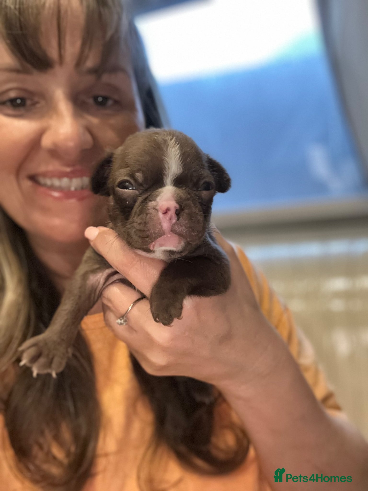 Boston Terrier dogs Boston Terrier pups  - Advert 1