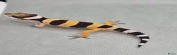 Leopard Gecko reptiles for sale: 2026 leopard gecko hatchlings  - Advert 13