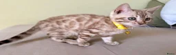 Bengal cats for sale: TICA registered Glitter Bengals  - Advert 11