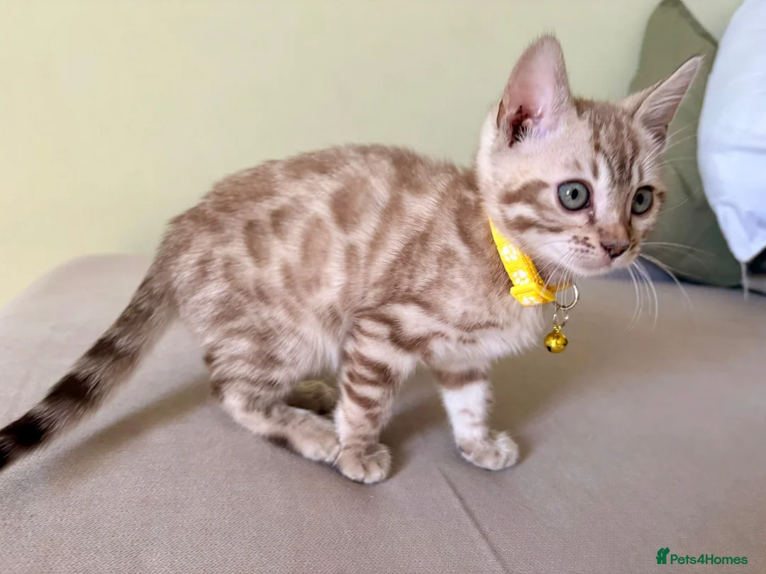 Bengal cats for sale: TICA registered Glitter Bengals  - Advert 11