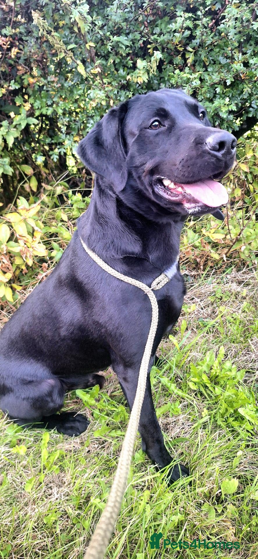 Labrador Retriever dogs ** Fully Health Tested Stud Dog ** - Advert 9