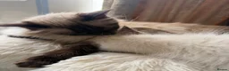 Ragdoll cats for sale: 💙 Adorable Ragdoll Kittens 🐈‍⬛ - Advert 2