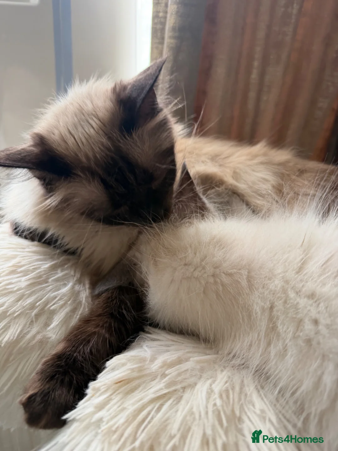 Ragdoll cats for sale: 💙 Adorable Ragdoll Kittens 🐈‍⬛ - Advert 2