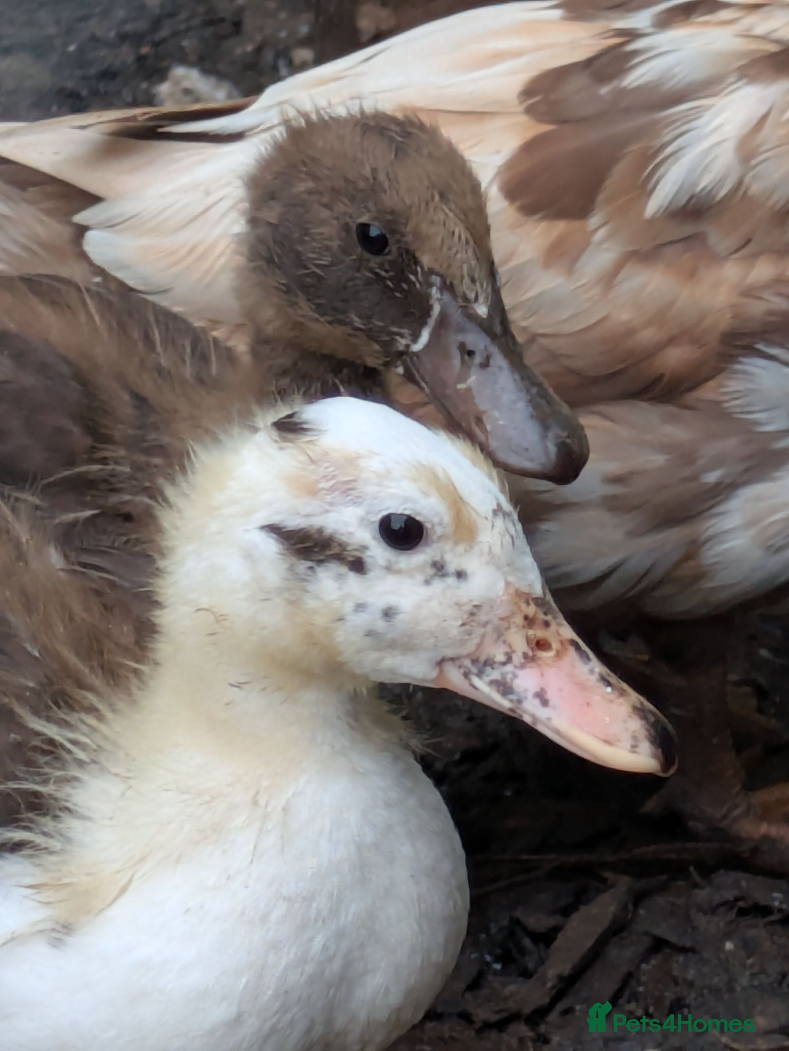 Ducks poultry Khaki campbell cross ducklings for sale  - Advert 12