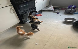 Mixed Breed cats for sale: Long haired kittens - Image 1