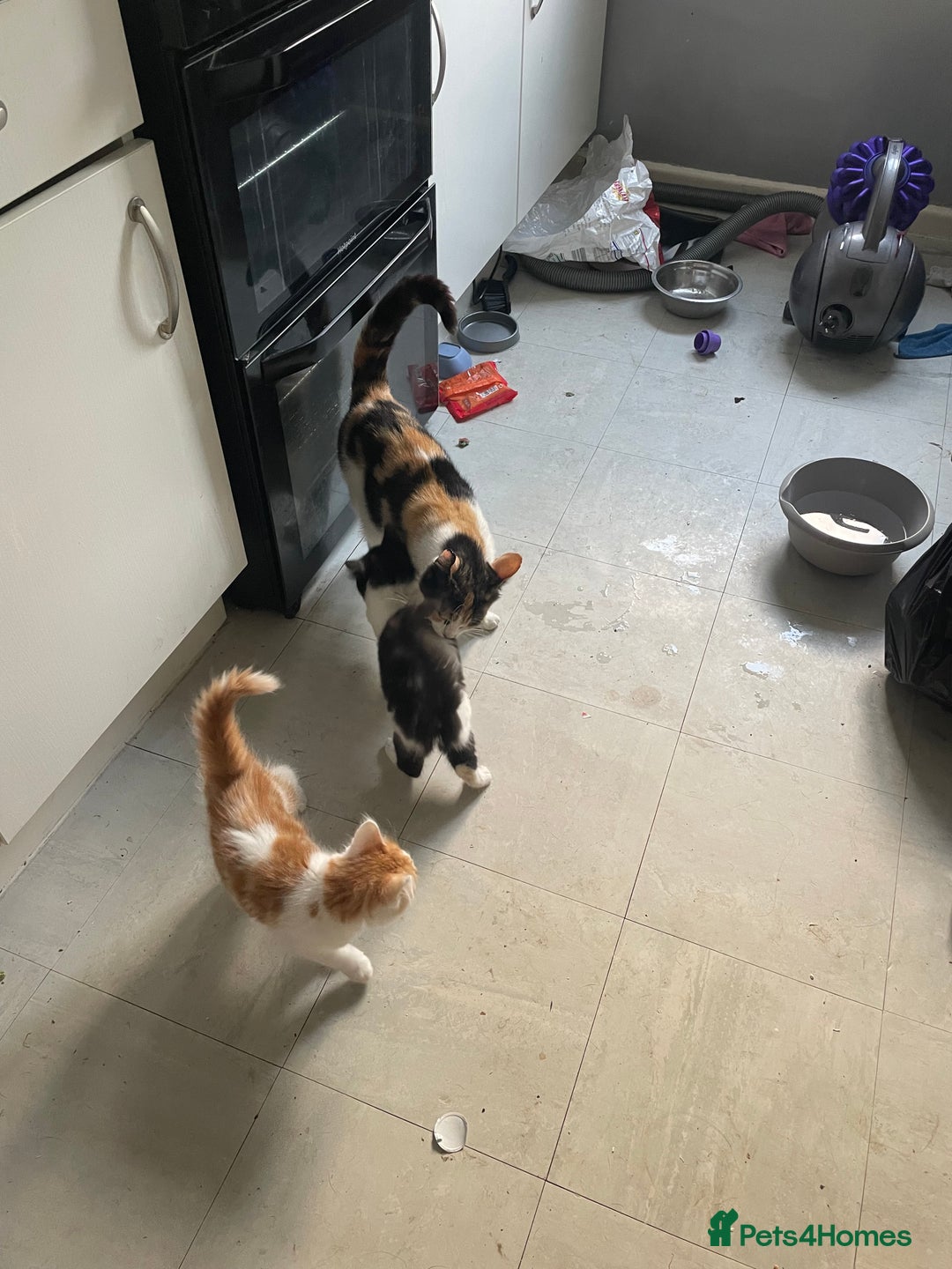 Mixed Breed cats for sale: Long haired kittens - Image 1