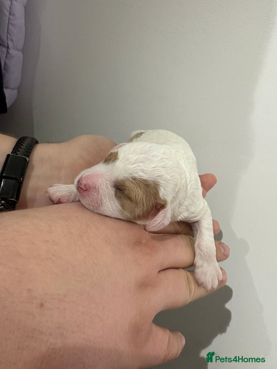 Cavapoo dogs for sale: 4 gorgeous cavapoo puppies - Advert 9