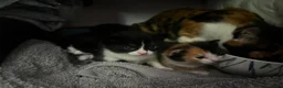 Mixed Breed cats for sale: 2 black and white kittens - Advert 6