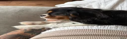 Cavalier King Charles Spaniel dogs for sale: KC Reg/Health Tested Parents Tri Boy Cavalier  - Advert 3