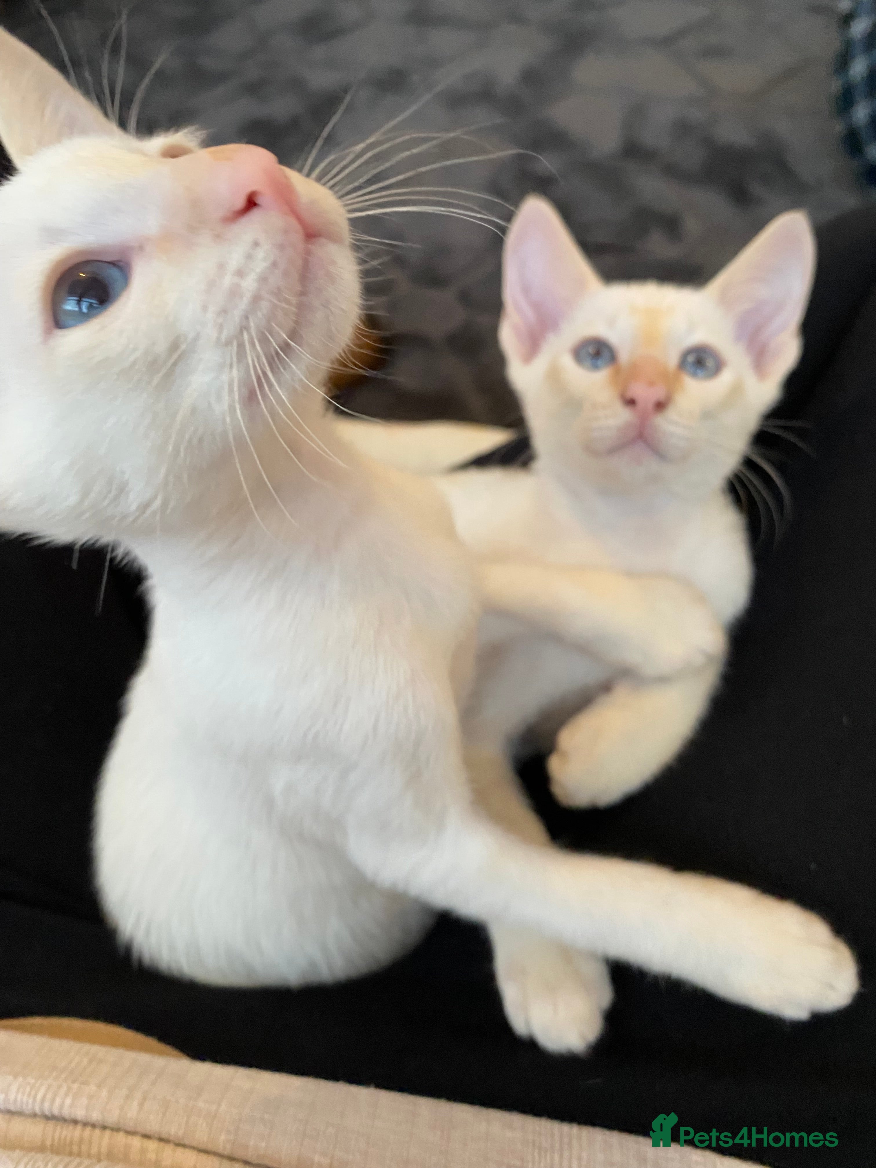 Siamese cats  Flame point Siamese kittens  - Advert 1