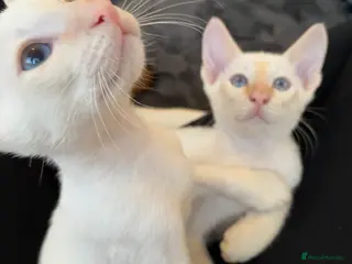 Siamese cats Flame point Siamese kittens - Advert 1