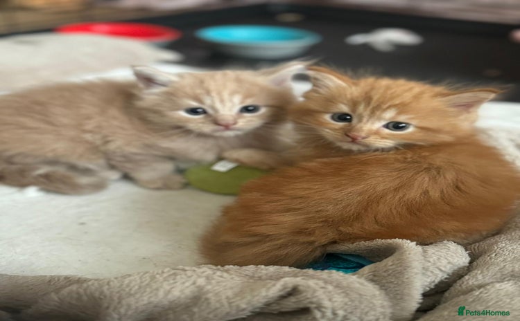 Maine Coon cats - Advert 6