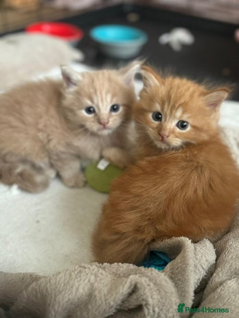 Maine Coon cats - Advert 9