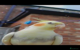 Cockatiels birds for sale: cockatiels  - Image 2