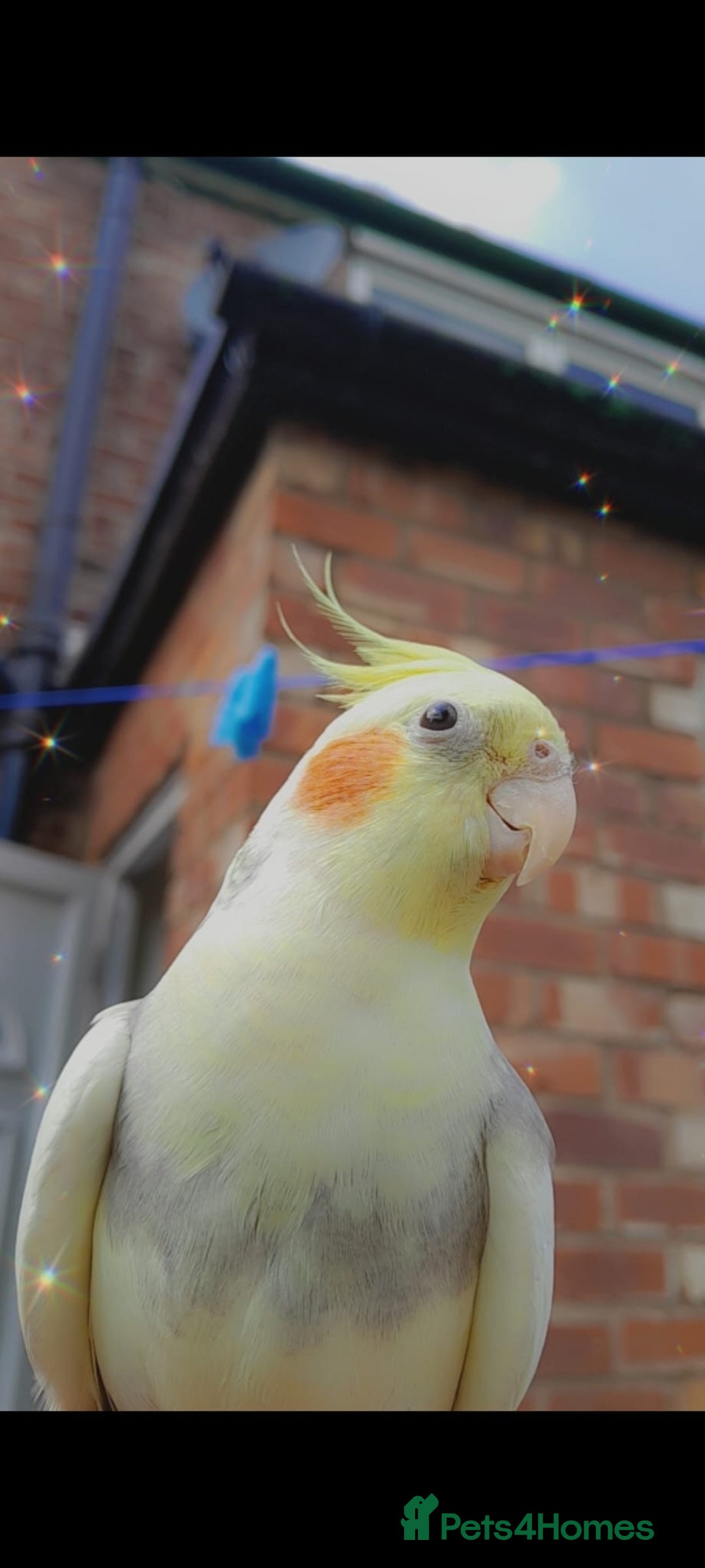 Cockatiels birds for sale: cockatiels  - Image 2