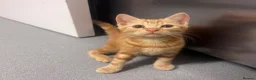 Domestic Shorthair cats for sale: Little kitties for Sale  - Advert 5