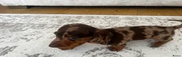 Miniature Dachshund dogs for sale: Miniature smooth haired Dachshund  in Tredegar - Advert 34