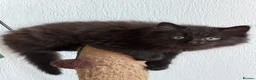 Mixed Breed cats for sale: Kittens for good homes - Advert 21