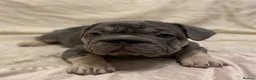 French Bulldog dogs for sale: Quality French Bulldog Lilac & Tan Puppies - Advert 6