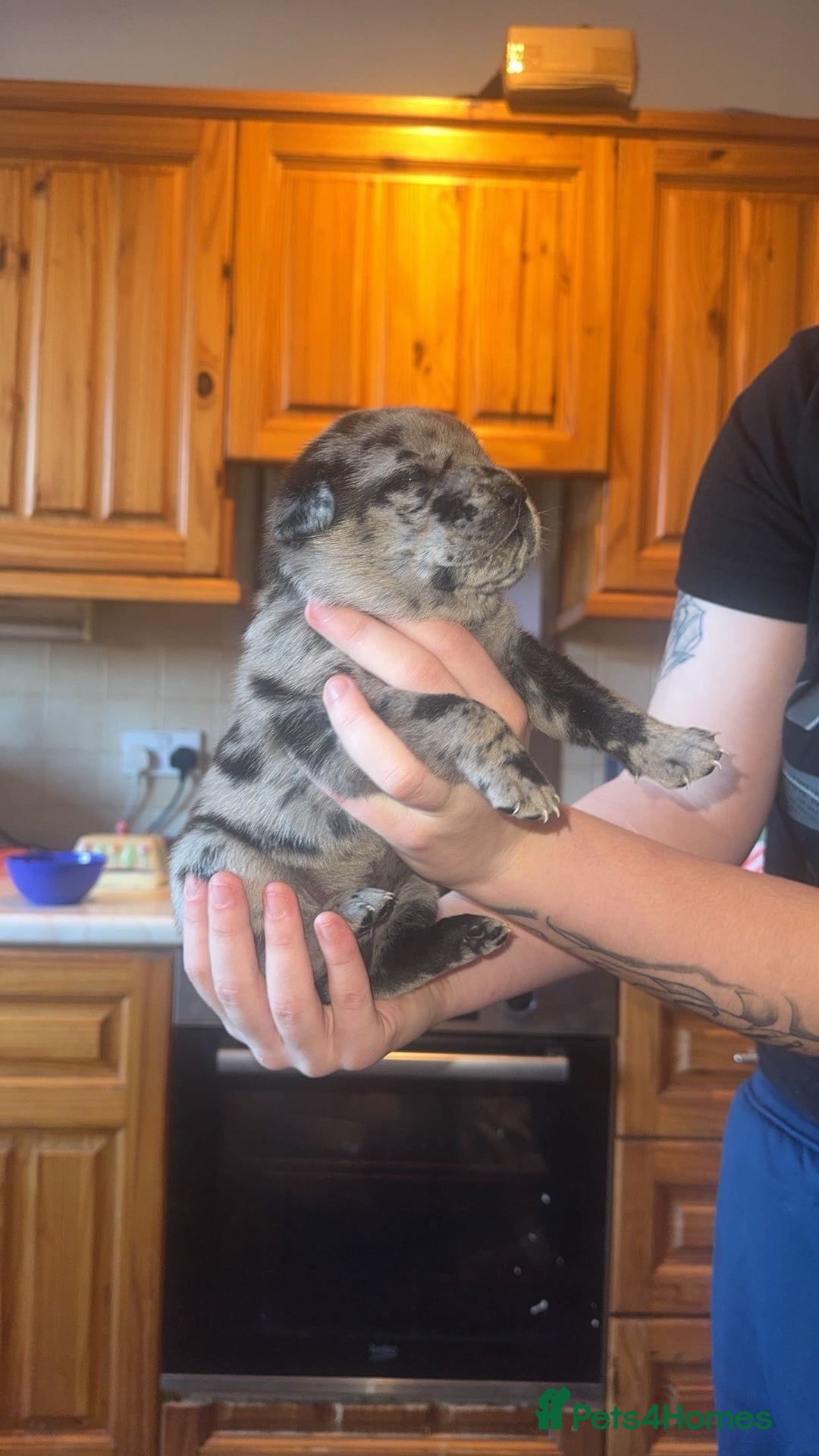 Mixed Breed dogs for sale: American bulldog / chowchow  - Advert 15