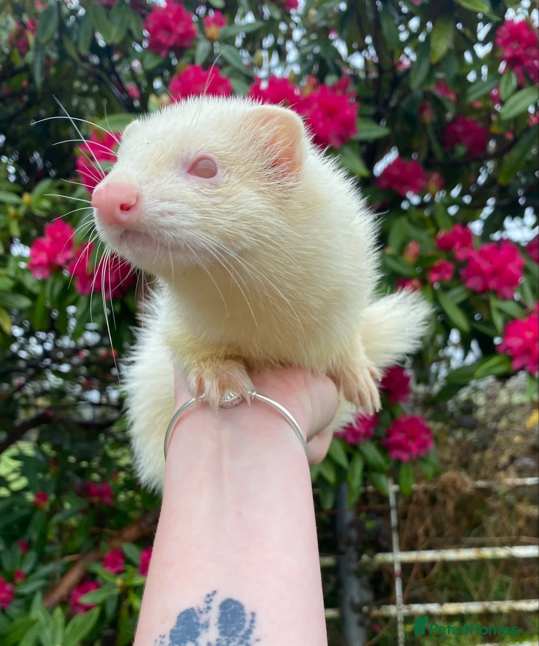 Ferret rodents for sale: Ferret for sale  - Advert 2