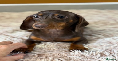 Miniature Dachshund dogs in Stafford - Advert 16