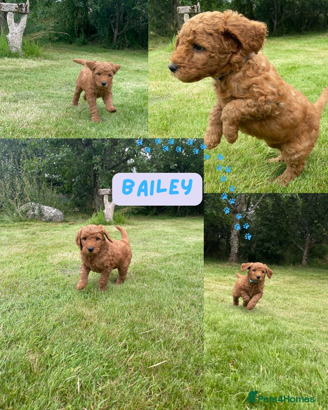 Australian Labradoodle dogs for sale: Australian Labradoodle puppies  - Image 30