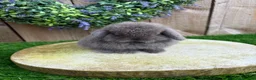 Mini Lop rabbits for sale: ⭐️ QUALITY FRIENDLY BABY MINI LOPS ⭐️ - Advert 1