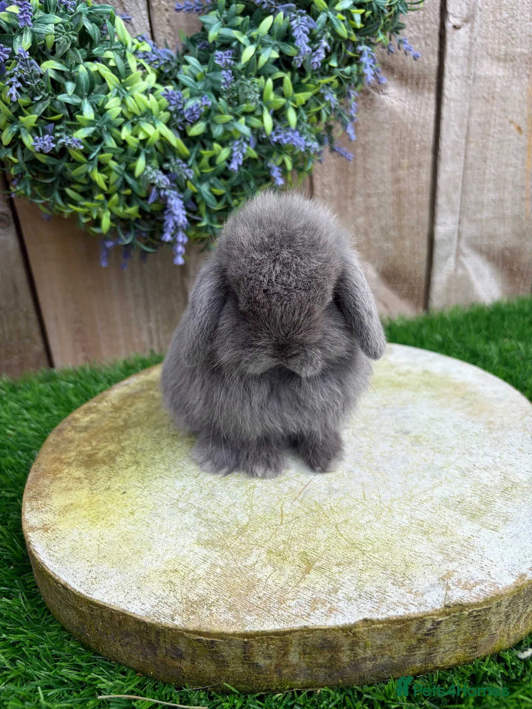 Mini Lop rabbits for sale: ⭐️ QUALITY FRIENDLY BABY MINI LOPS ⭐️ - Advert 1