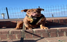 English Bulldog dogs for sale: English bulldog chocolate tri boy with Merle genes - Image 1