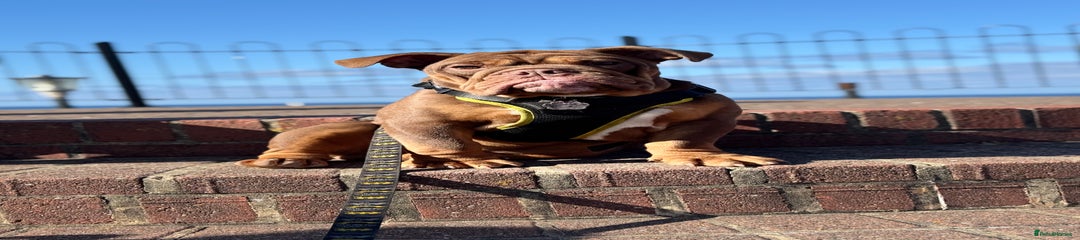 English Bulldog choc tri