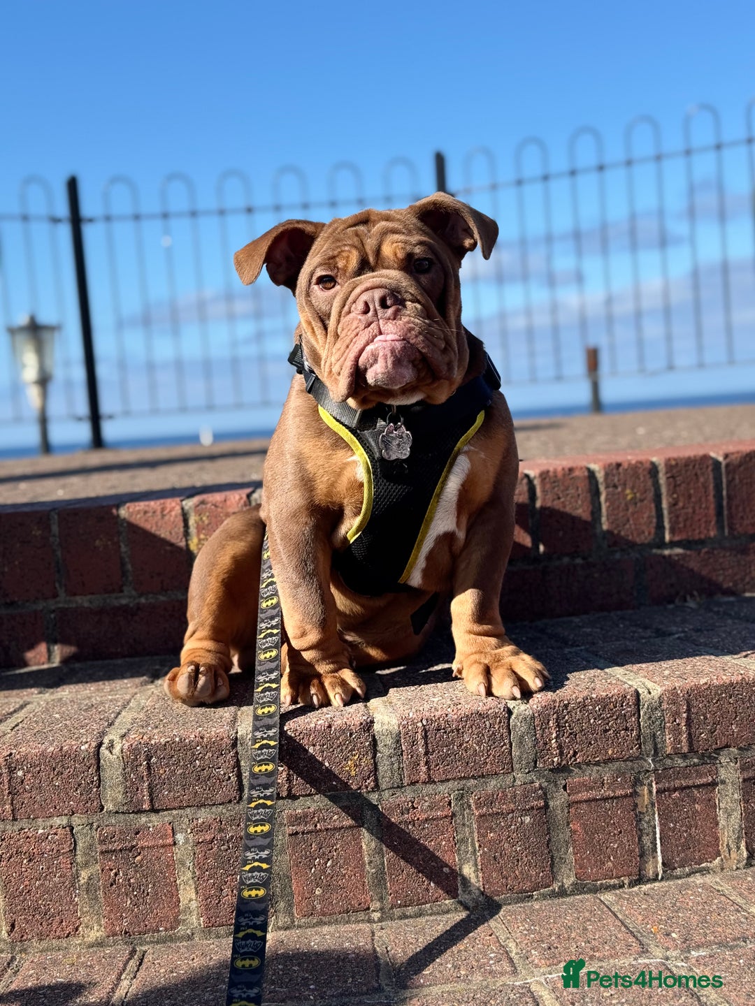 English Bulldog dogs for sale: English bulldog chocolate tri boy with Merle genes - Image 1