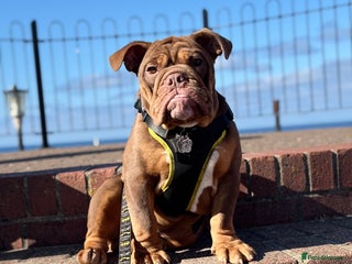 English Bulldog dogs - Advert 17