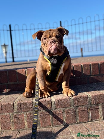 English Bulldog dogs - Advert 3