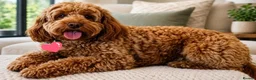 Cavapoo dogs for sale: Stunning extensively health tested Cavapoos in Portsmouth - Advert 17