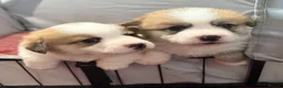 Welsh Corgi Pembroke dogs for sale: Handsome KC Reg Pembroke Corgi Pups in Caerphilly - Advert 14