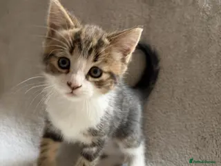 Mixed Breed cats Adorable Kittens Looking for Their Forever Home - Advert 2