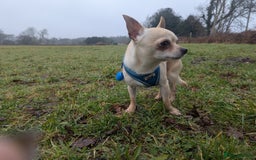 Chihuahua dogs for sale: 2 female chihuahuas  - Image 7