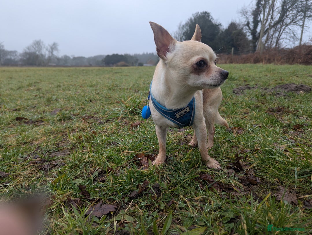 Chihuahua dogs for sale: 2 female chihuahuas  - Image 7